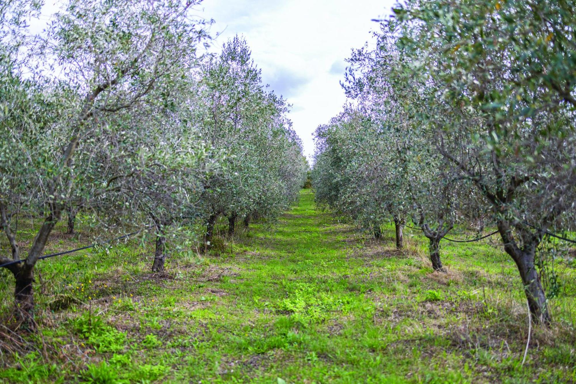 Agriturismo La Petrosa Ceraso エクステリア 写真