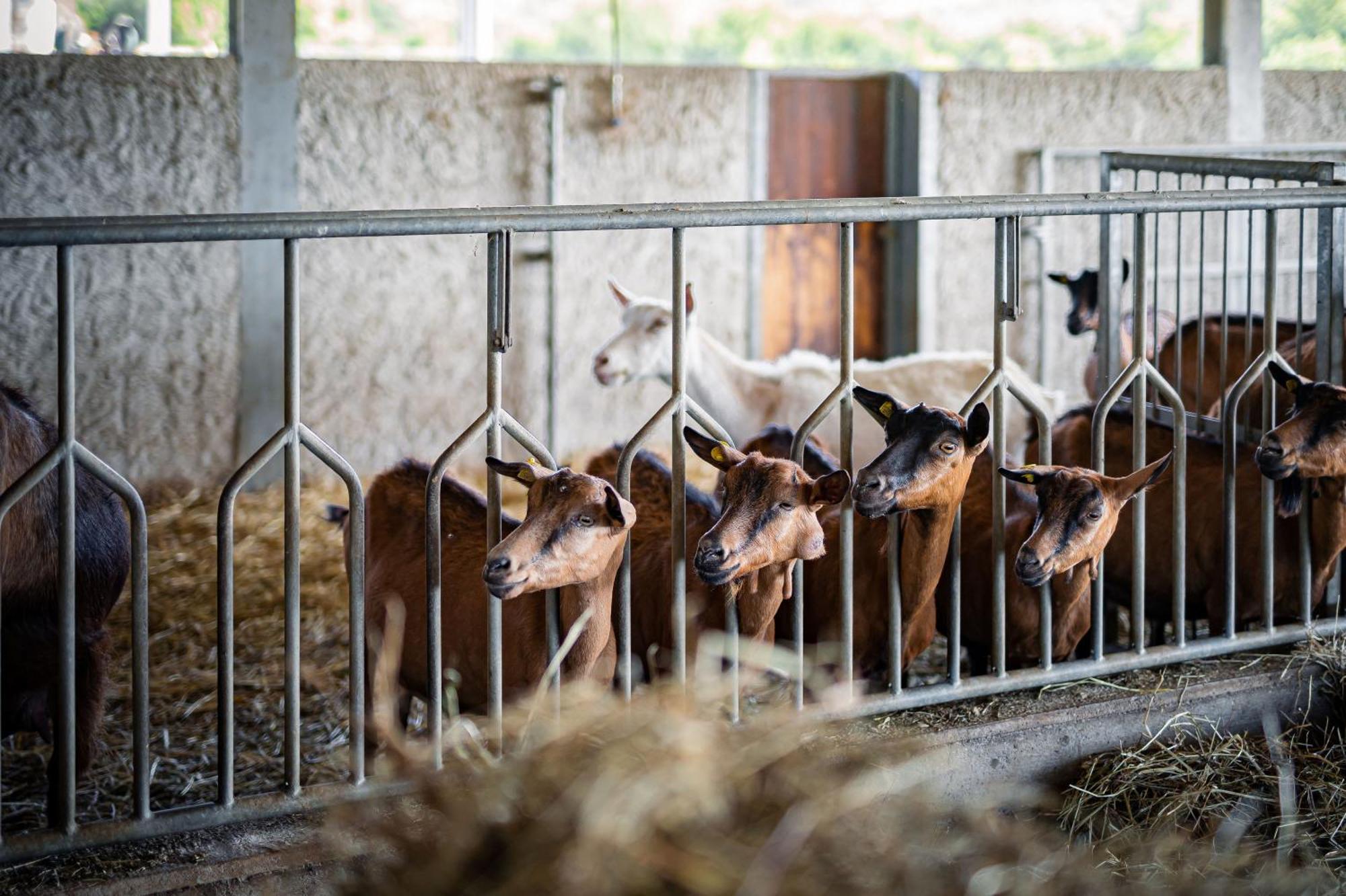 Agriturismo La Petrosa Ceraso エクステリア 写真